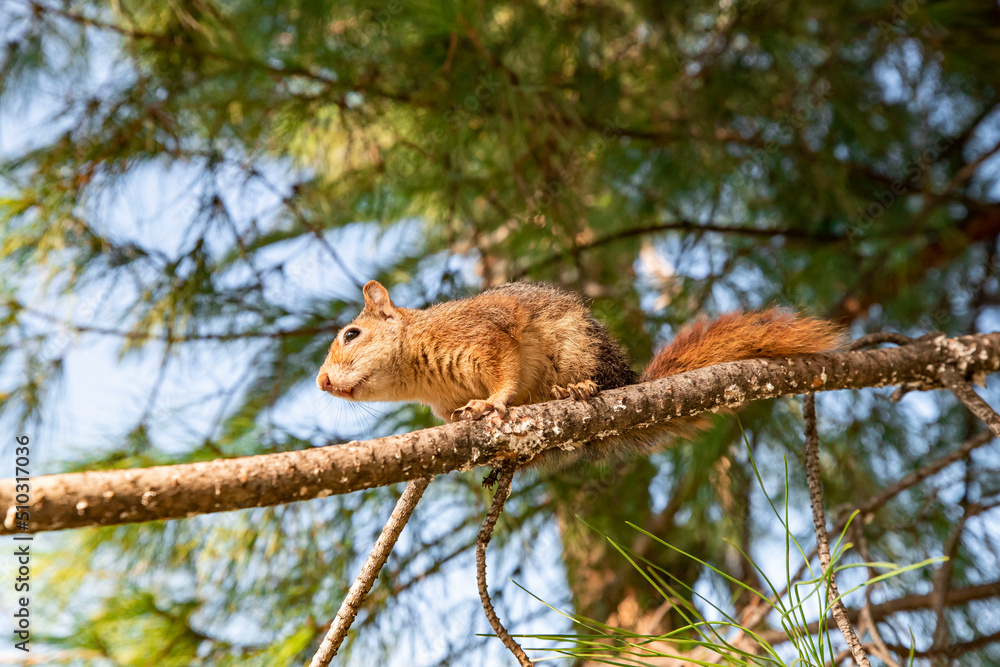 Portrait of fox squirrel (Sciurus niger) sitting on branch isolated on green. Holds foreleg with nut on chest. Urban wildlife. Portrait of fox squirrel (Sciurus niger) sitting on branch isolated on green. Holds foreleg with nut on chest. Urban wildlife.