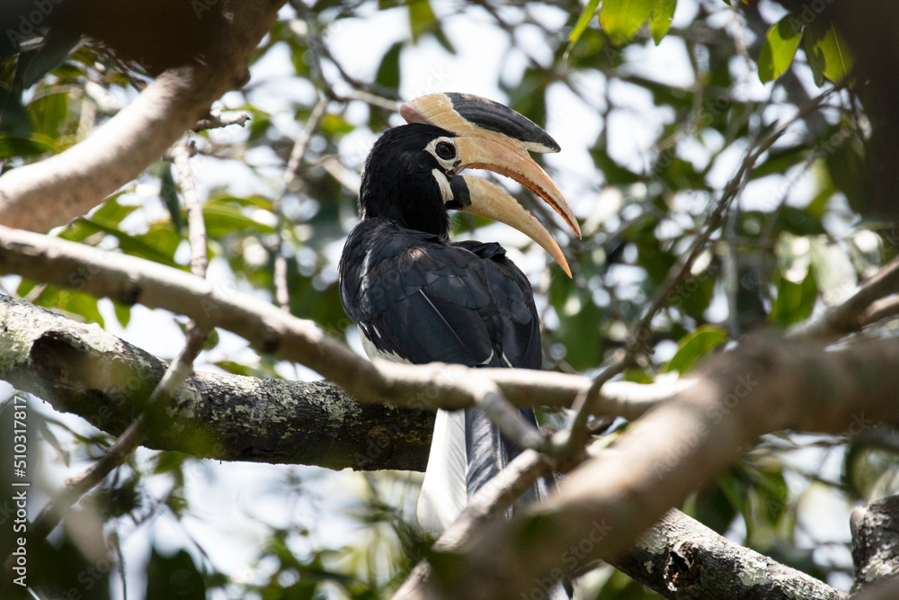 A regal malabar pied hornbill perched on a branch in the wild. A regal malabar pied hornbill perched on a branch in the wild.