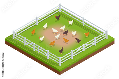 Isometric Poultry farming. Chicken coop or hen house. Free-range chicken on an organic farm, freely grazing on a meadow. Organic farming