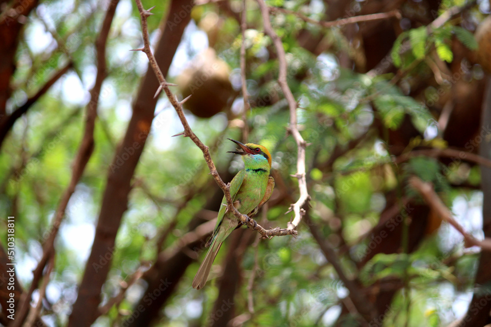 Asian green bee-eater bird is sitting on the tree branch.