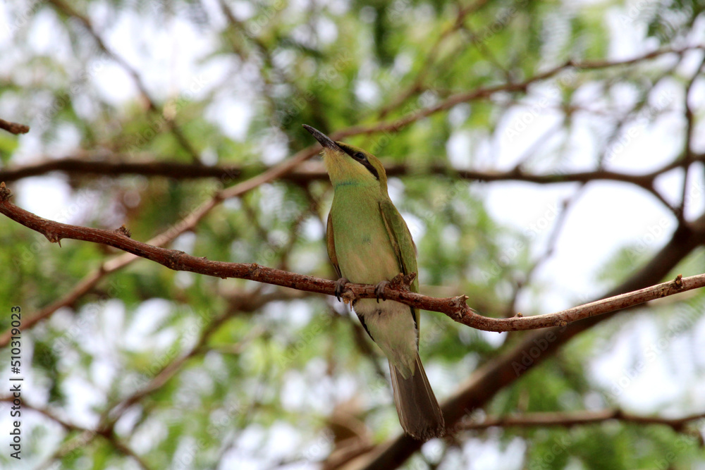 Obraz premium Asian green bee-eater bird is sitting on the tree branch.