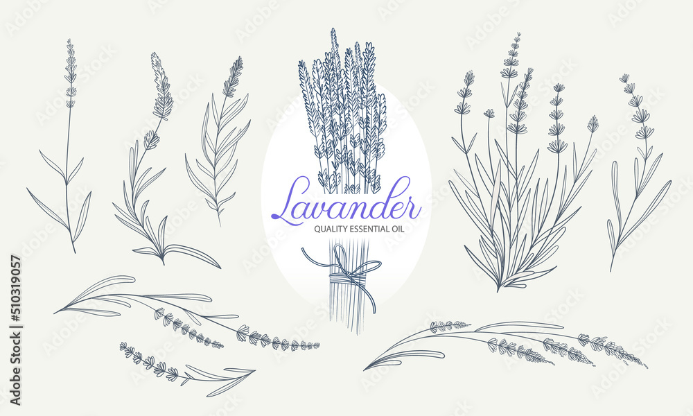 Lavender branch vector elements for botanical logo and label design. Hand drawn plant branch with leaves and flowers for invitation card design. Set of isolated lavender in liner style. Lavender branch vector elements for botanical logo and label design. Hand drawn plant branch with leaves and flowers for invitation card design. Set of isolated lavender in liner style.
