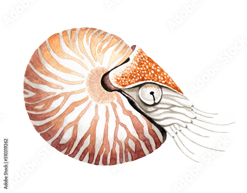Watercolor nautilus.