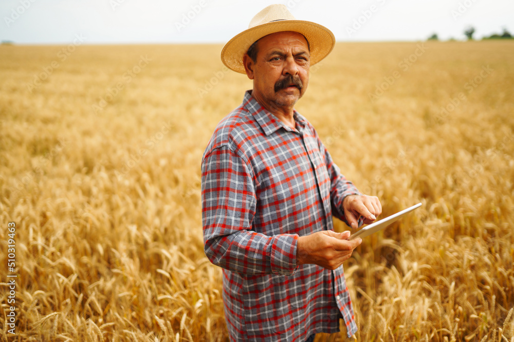 Farmer in the hat in a wheat field checking crop. Agriculture, gardening or ecology concept. Farmer in the hat in a wheat field checking crop. Agriculture, gardening or ecology concept.