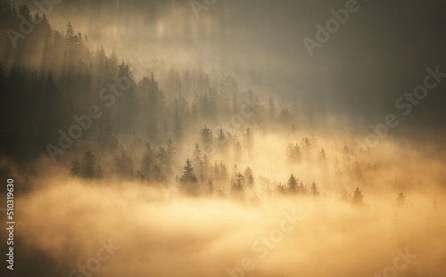Fototapeta Naklejka Na Ścianę i Meble -  Foggy scenery at the countryside in the early morning