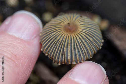 Pleated Inkcap Mushroom With Fingers