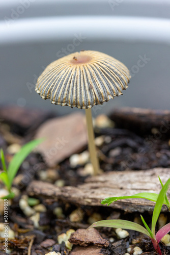 Pleated Inkcap Mushroom