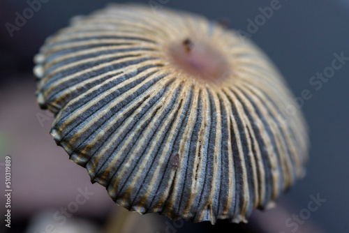 Pleated Inkcap Mushroom Macro photo