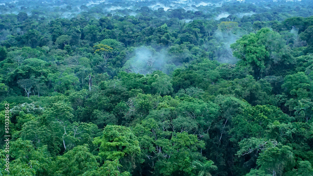 Obraz premium Beautiful landscape of the amazon rainforest, Yasuni National Park, Ecuador