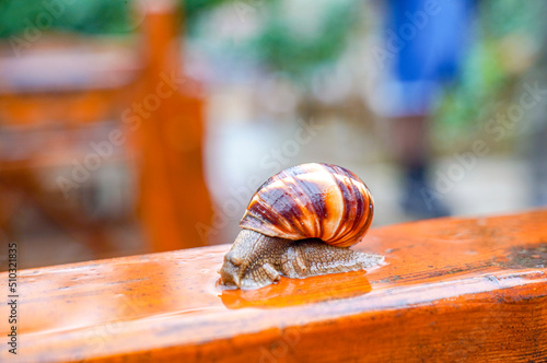 Snail on wood, close up