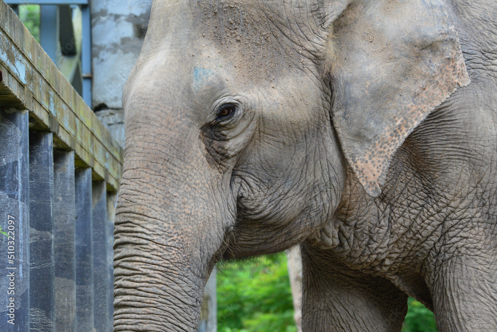 Fototapeta premium elephant in zoo