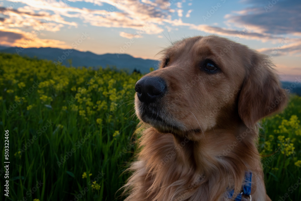 Fototapeta premium golden retriever in the grass