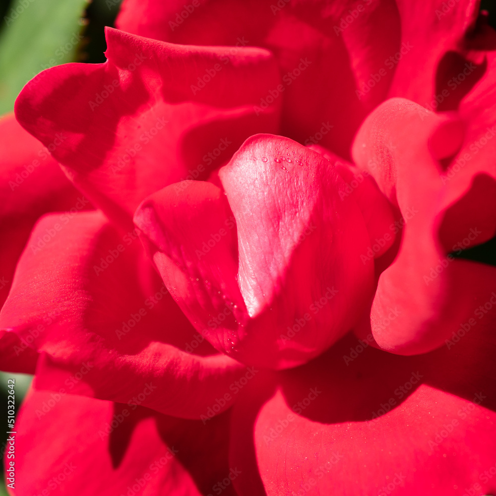 red rose petals red rose petals