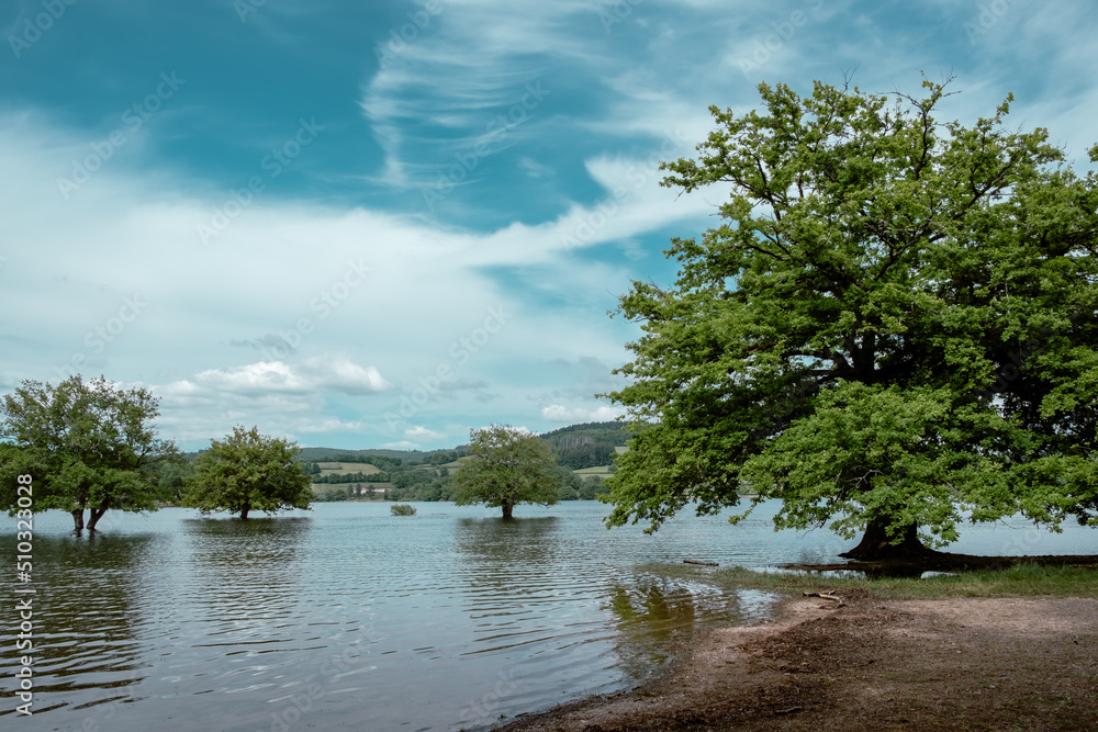 Flooded trees in a lake offering a wonderful landscape Flooded trees in a lake offering a wonderful landscape