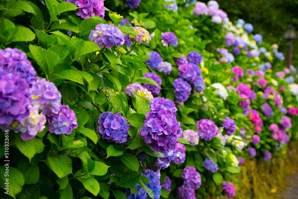 紫陽花 紫陽花