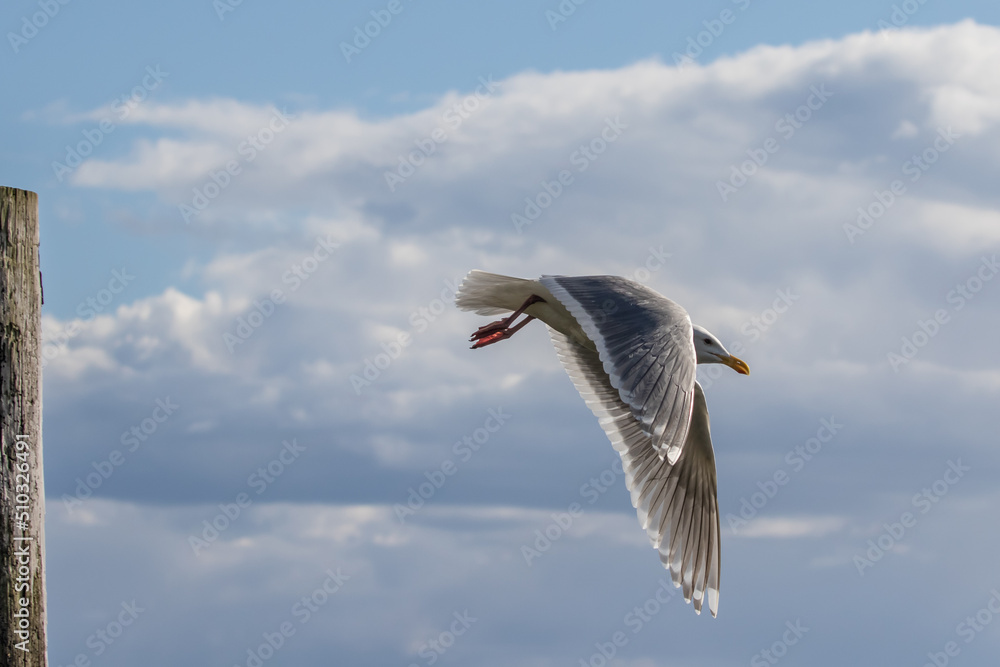 Obraz premium Glaucous-Winged Gull Takes Flight from a Piling