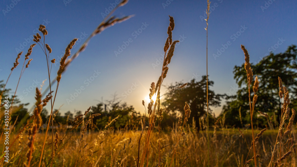Obraz premium Beau coucher de soleil, depuis une prairie