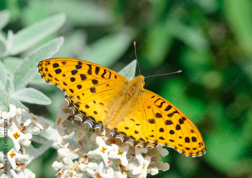 Obraz premium ヒョウモンチョウ