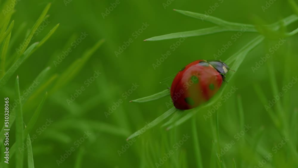 Ladybug sitting on green vegetation, swinging in wind. Little red beetle with black specks on blur green background. Wildlife. Close up. Ladybug sitting on green vegetation, swinging in wind. Little red beetle with black specks on blur green background. Wildlife. Close up.