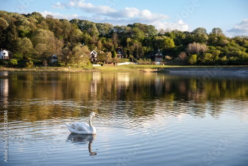 Selective blur on a white swan, alone, swimming on the waters of lake sot, or sotsko jezero, in summer, in Serbia, in fruska gora mountains. Swans, or cygnus, are a white bird from European waters.
