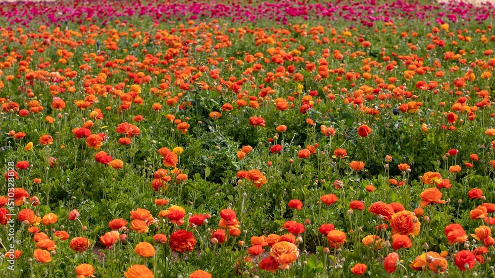 Orange Flower Fields