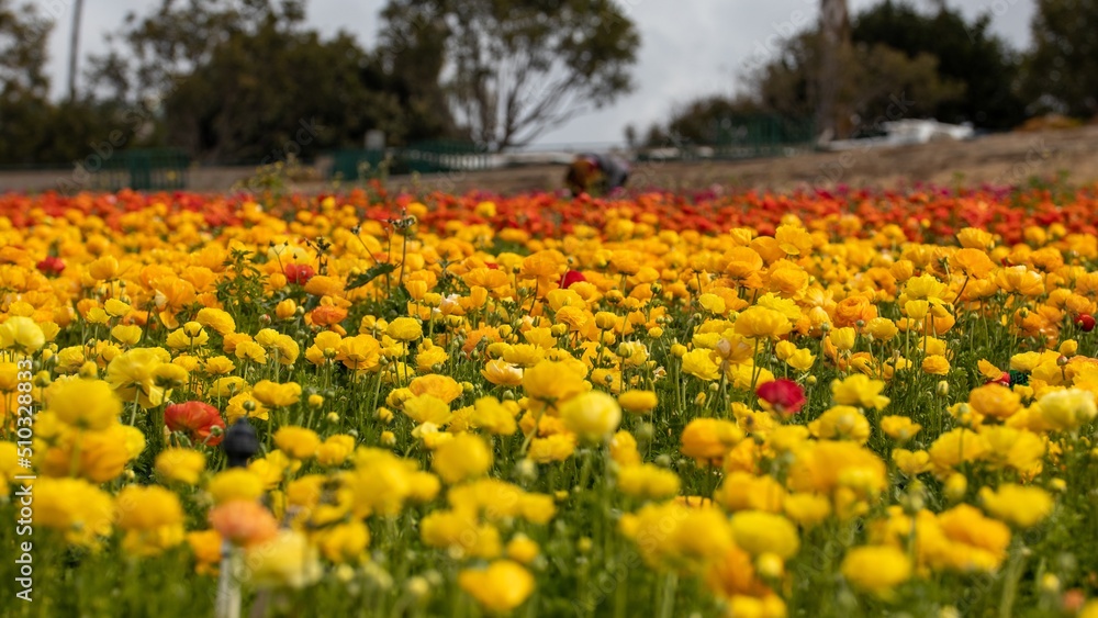 Yellow and Red Flower Field
