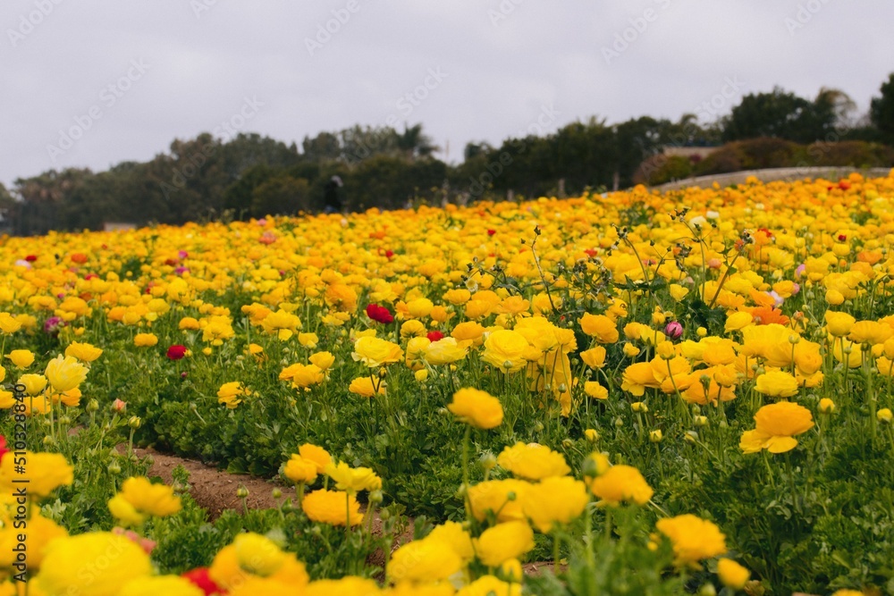 Yellow Flower Field Yellow Flower Field