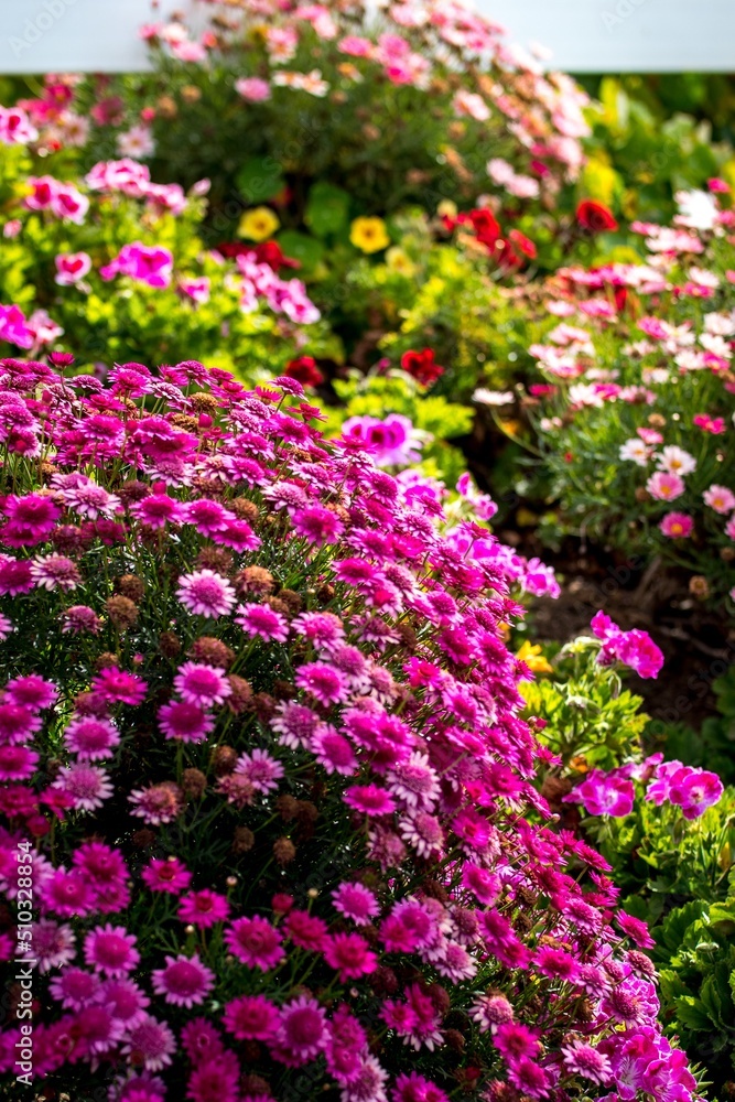 Purple Flower Bush