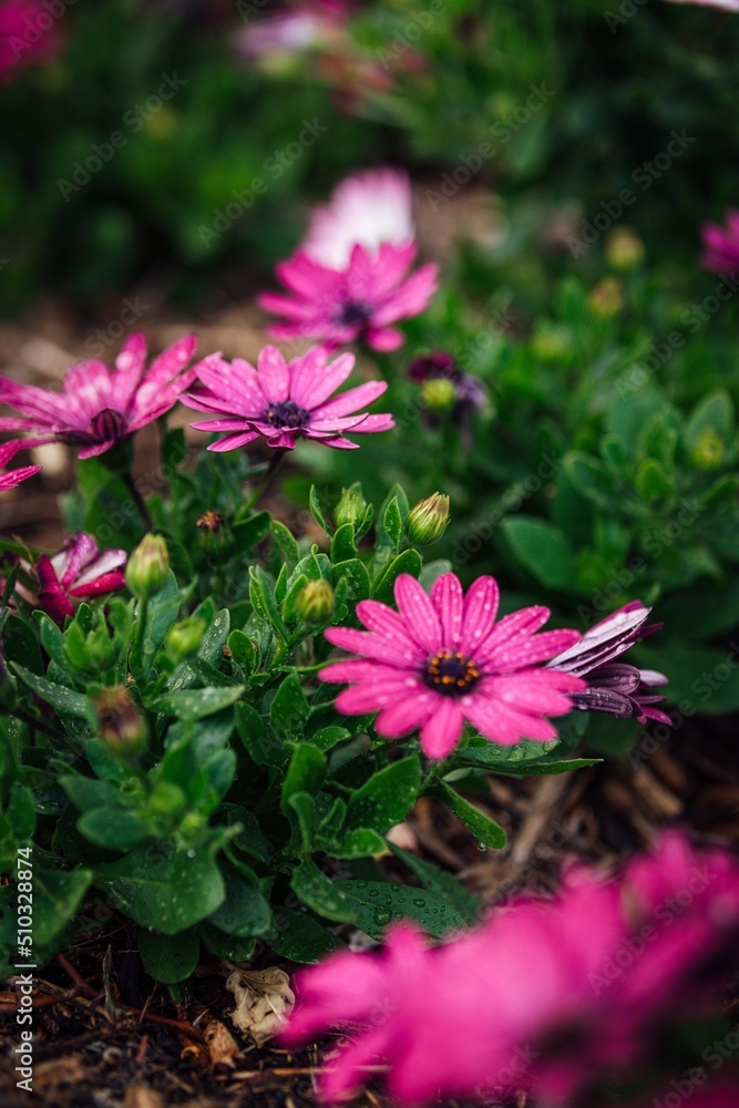 Obraz premium Pink Flowers