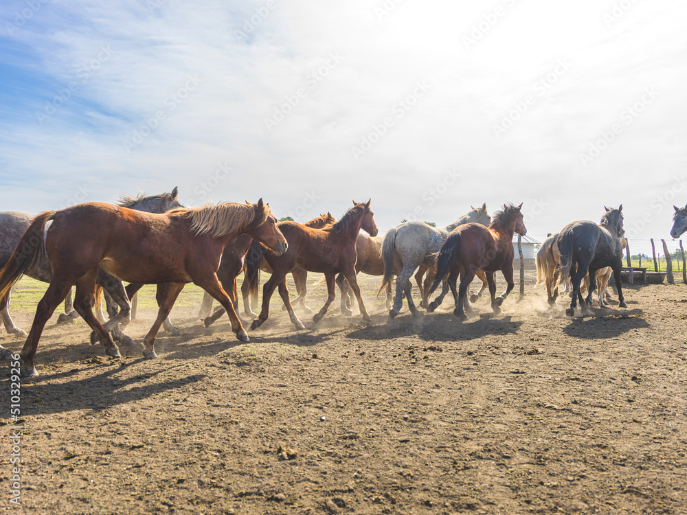 Fototapeta premium Cowboy Lifestyle