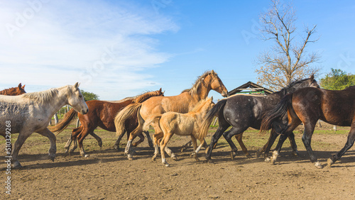 Colorful herd of American Quarter horses mares ,foals, and stallion on a plain