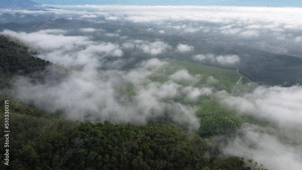 Aerial view low foggy cloud over the oil palm plantation in Malaysia Aerial view low foggy cloud over the oil palm plantation in Malaysia