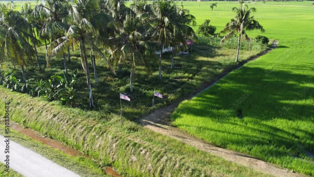 Aerial view Malaysia flag waving in coconut farm Aerial view Malaysia flag waving in coconut farm