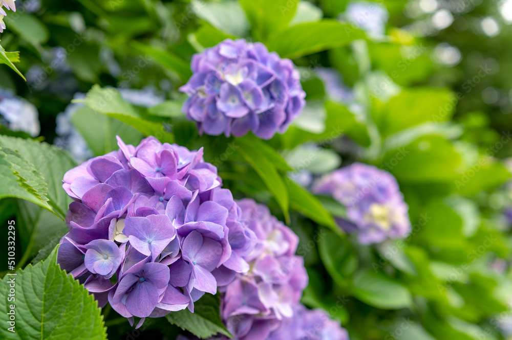 東京都北区王子に咲くたくさんの紫陽花 東京都北区王子に咲くたくさんの紫陽花