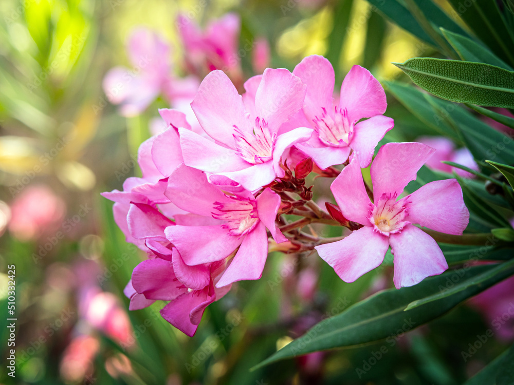 Close up photo of pink Oleander Nerium flowers branch with leaves Close up photo of pink Oleander Nerium flowers branch with leaves