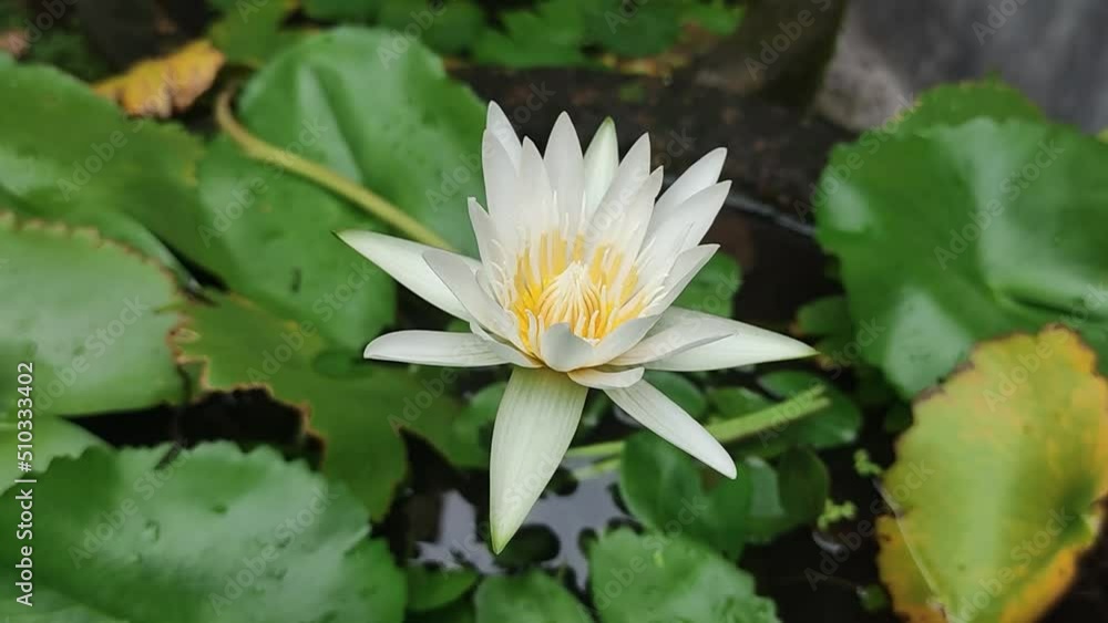 a beautiful lotus flower is blooming in the morning. a beautiful lotus flower is blooming in the morning.