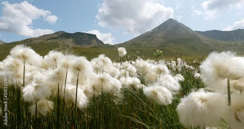 Beautiful white cotton flowers as far as your eyes can see high up in the austrian alps. Stunning mountain view with a fiel of flowers and cows. High apine terrain in the austrian and swiss apls. 4K photo