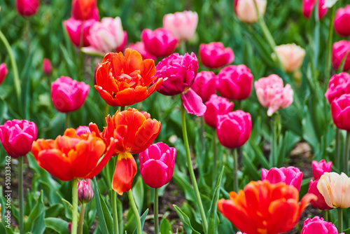 Spring tulip garden of vibrant red and pink flowers