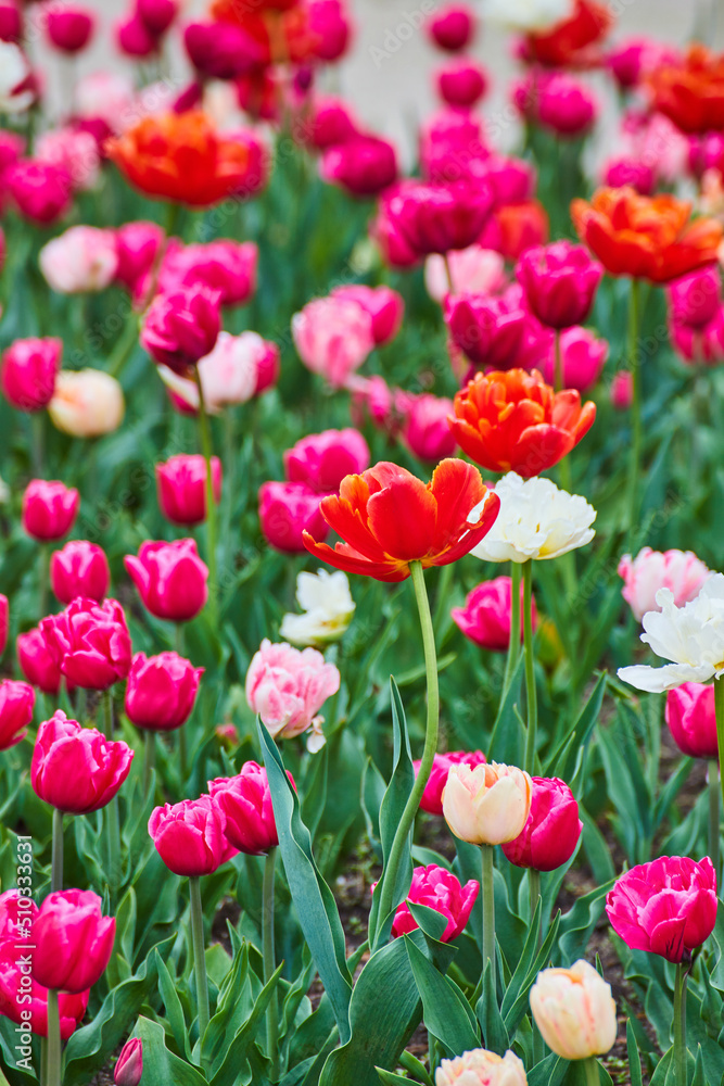 Stunning reds and pinks of spring tulip garden