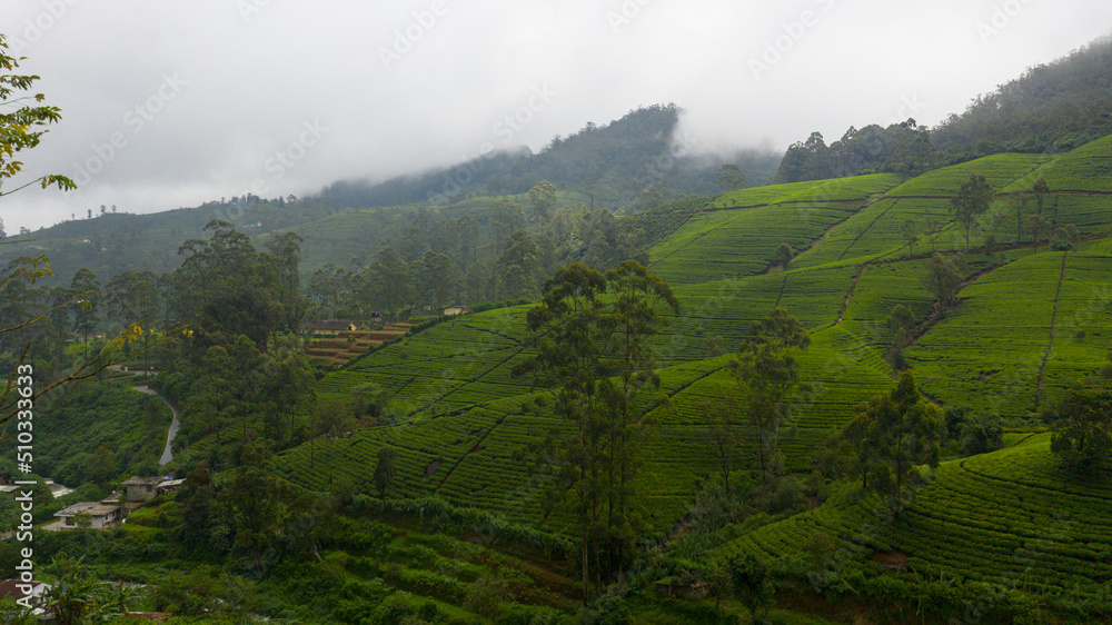 Tea plantations in Sri Lanka. Mountain landscape with tea estate.