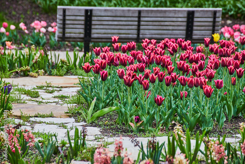 Stone walkway and park bench surrounded by vibrant purple tulip gardens