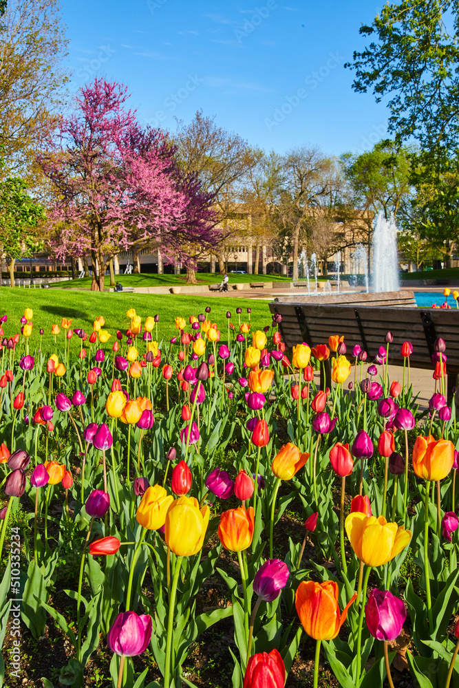 Park filled with colorful tulip variety in spring with fountain