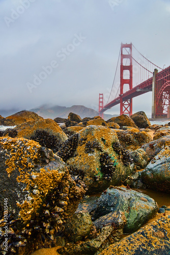 Photography Rocks on beach covered in mussels on foggy morning by Golden Gate Bridge