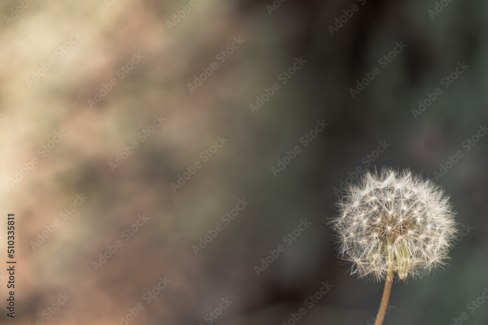 A beautiful nature background image of a white dandelion flower that has gone to seed in the lower right corner and blurred bokeh background with copy space. A beautiful nature background image of a white dandelion flower that has gone to seed in the lower right corner and blurred bokeh background with copy space.