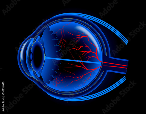 set of realistic human eyeball isolated or close up human eyeball retina with pupil and iris. eps vector