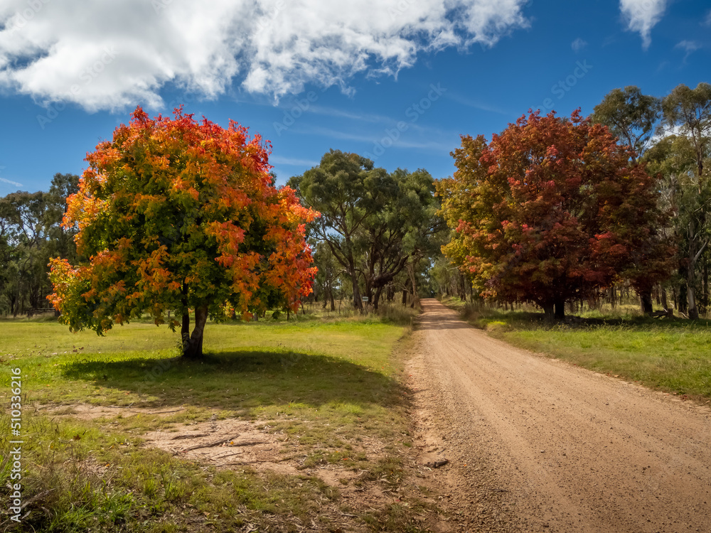 Dirt Road with Autumnal Trees