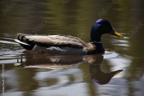 Blue-Mallard Duck in the Bierstadt lake Colorado © Ruth McDonald 