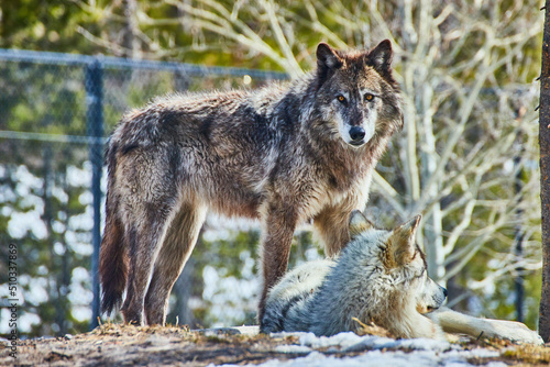 Pair of wolves on rocks taking a break in park