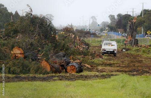 trees are cut down and mulched to allow for extra lanes of traffic in the area of Casey in Victoria. This is referred to as progress!
