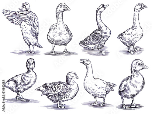 Wallpaper Mural black and white engrave ink draw isolated duck set illustration Torontodigital.ca